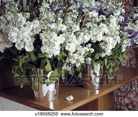 Stock Photo - Close-up of white stocks in metal vases. Fotosearch