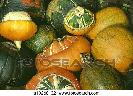 Close-up of yellow and green squash View Large Photo Image Stock Image - Close-up of yellow and green squash. Fotosearch