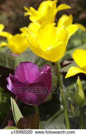 Stock Image - close-up of yellow and purple tulips. Fotosearch