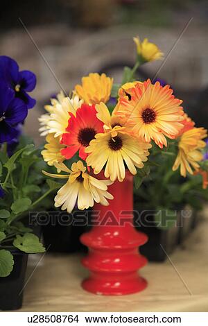 Picture - Close up of yellow and red gerberas in red vase. Fotosearch