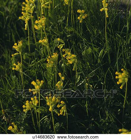 Close-up of yellow cowslips View Large Photo Image Stock Image - Close-up of yellow cowslips. Fotosearch