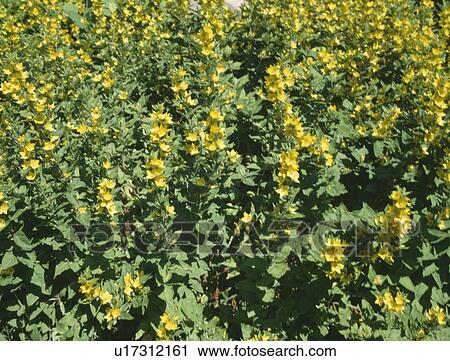 Stock Image - Close up of yellow Lysimachia "punctata". Fotosearch