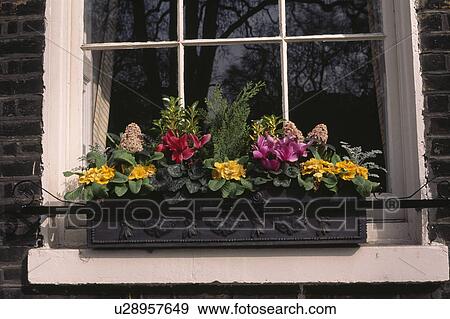 Close up of yellow primulas and pink cyclamen in Spring windowbox View Large Photo Image Stock Photo - Close up of yellow primulas and pink cyclamen in Spring windowbox. Fotosearch