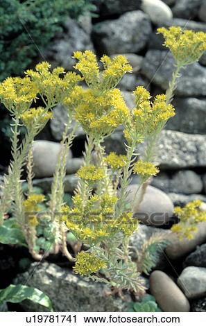 Stock Image - Close up of yellow sconecrop in pebbles.. Fotosearch