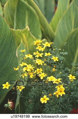 Close up of yellow tagetes and leaves of canna "indica" View Large Photo Image Stock Photo - Close up of yellow tagetes and leaves of canna "indica". Fotosearch