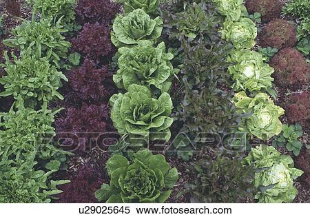 Stock Photography - Closeup of vegetable garden with various types of lettuce and salad plants. Fotosearch