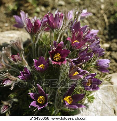 Stock Photograph -  Clump of pasque flower in rockery. Fotosearch