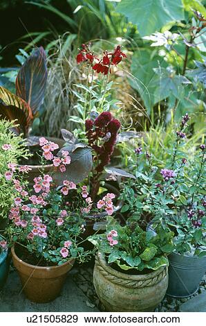 Stock Photo - Collection of pots with summer flowering plants. Fotosearch