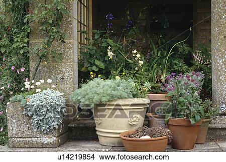 Picture - Collection of terracotta and stone pots with artemisia and alpine plants. Fotosearch