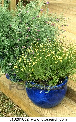 Stock Image - Colourful flowering summer plants in pots in country garden. Fotosearch