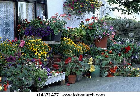 Stock Photo - Colourful flowering summer plants in pots outside cottage. Fotosearch