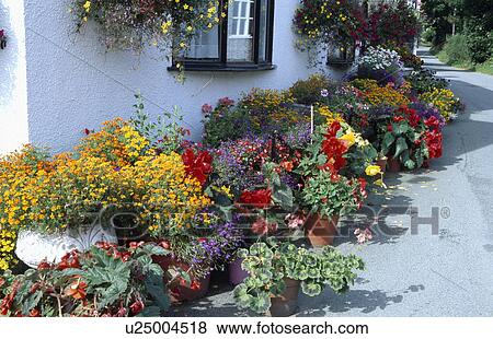 Stock Photo - Colourful flowering summer plants in pots outside cottage. Fotosearch
