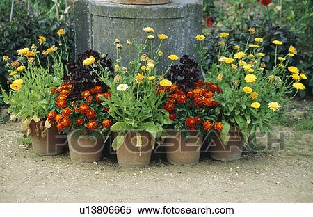 Colourful flowering summer plants in pots in country garden View Large Photo Image Stock Photography - Colourful flowering summer plants in pots in country garden. Fotosearch