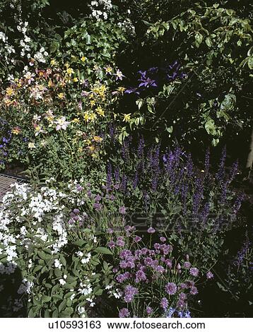 Colourful perennials in flowering border in country garden in summer View Large Photo Image Stock Image - Colourful perennials in flowering border in country garden in summer. Fotosearch