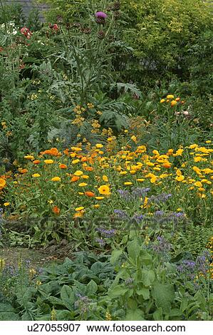 Stock Photo - Colourful perennials in flowering borders in country garden in summer. Fotosearch