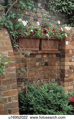 Colourful petunias in rectangular terracotta pots in recess in brick wall View Large Photo Image Stock Image - Colourful petunias in rectangular terracotta pots in recess in brick wall. Fotosearch