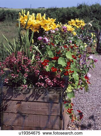 Colourful summer plants in container View Large Photo Image Stock Photography - Colourful summer plants in container. Fotosearch