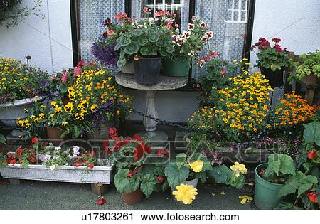 Stock Image - Colourful summer plants in pots. Fotosearch