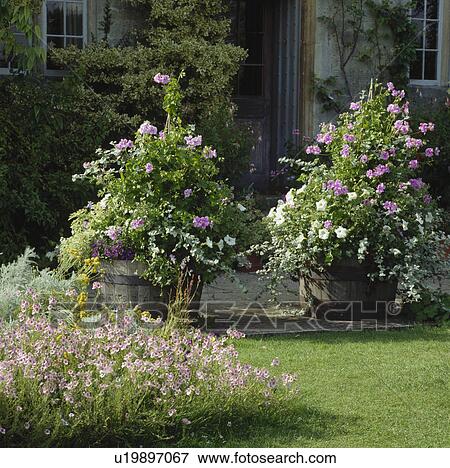 Stock Photo - Colourful summer plants in pots. Fotosearch