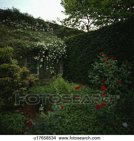Corner of a counrty courtyard with lush planting of shrubs, red roses and vigourous late flowing white clematis View Large Photo Image Picture - Corner of a counrty courtyard with lush planting of shrubs, red roses and vigourous late flowing white clematis. Fotosearch