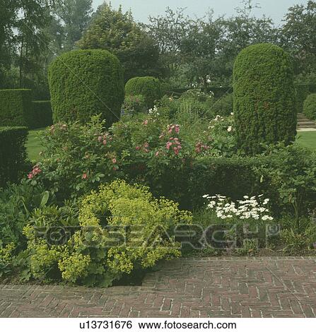 Corner of a large country garden with lady's mantle, roses and clipped yew pillars View Large Photo Image Stock Photograph - Corner of a large country garden with lady's mantle, roses and clipped yew pillars. Fotosearch