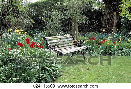 Stock Photo -  Corner of a suburban garden - a garden bench on the edge of a lawn with a mixed border of shrubs and spring bulbs behind.. Fotosearch
