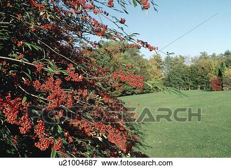 Stock Photo - cotoneaster with orange berries in large country garden with lawn in background. Fotosearch