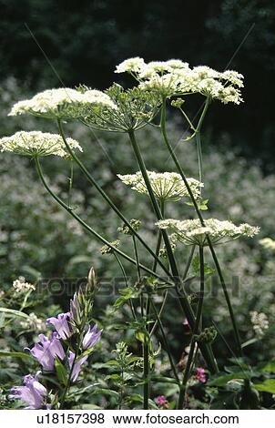 Stock Photo - cow-parsley, wild, anthriscus sylvestris, plants. Fotosearch