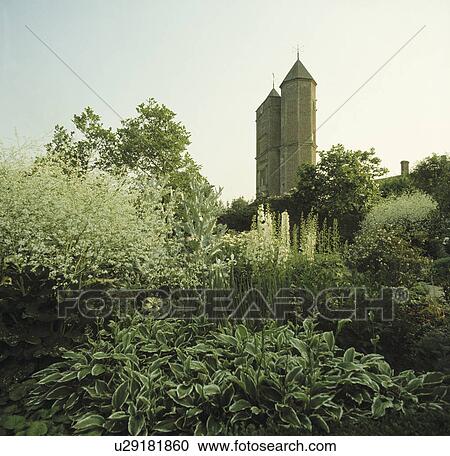Crambe and hostas in white themed border in Sissinghurst garden View Large Photo Image Stock Image - Crambe and hostas in white themed border in Sissinghurst garden. Fotosearch