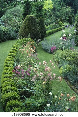 Curved hedge of box balls with a narrow border of aquilegias. View Large Photo Image Stock Photography - Curved hedge of box balls with a narrow border of aquilegias.. Fotosearch