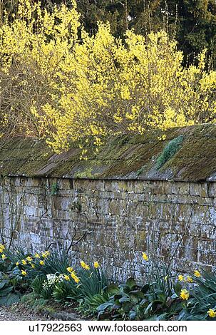Stock Image - Daffodils and forsythia in spring garden. Fotosearch