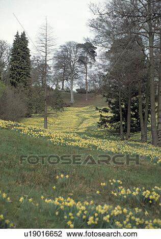 Stock Image - Daffodils in large country garden in spring. Fotosearch