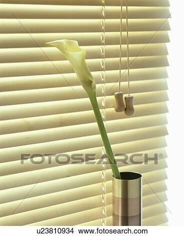 Detail of venetian blind with canna lily in vase View Large Photo Image Picture - Detail of venetian blind with canna lily in vase. Fotosearch