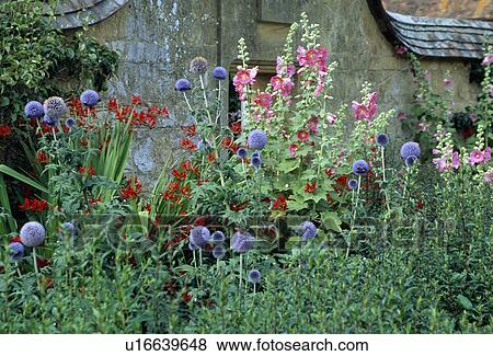 Echinops and blue hollyhocks in summer garden border View Large Photo Image Stock Photo - Echinops and blue hollyhocks in summer garden border. Fotosearch