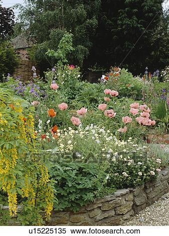 Erigeron and pink papaver orientale with yellow lysimachia in raised walled border in summer country garden View Large Photo Image Stock Photography - Erigeron and pink papaver orientale with yellow lysimachia in raised walled border in summer country garden. Fotosearch