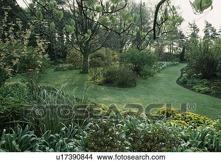 Picture - Euphorbia in borders in country garden in Spring with grass paths and daffodils. Fotosearch