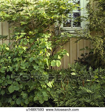 Stock Image - Fence in green country garden in summer. Fotosearch