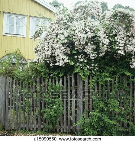 Stock Image - Fence in green country garden in summer. Fotosearch