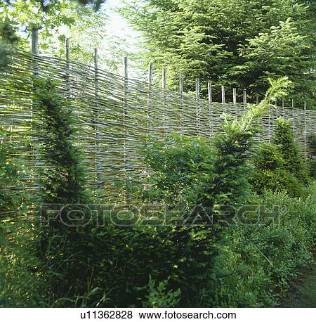 Stock Photo -  Fence woven from twigs makes unusual boundary in front of evergreen bushes.. Fotosearch