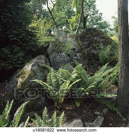Stock Image - Ferns and large rocks in rockery garden. Fotosearch