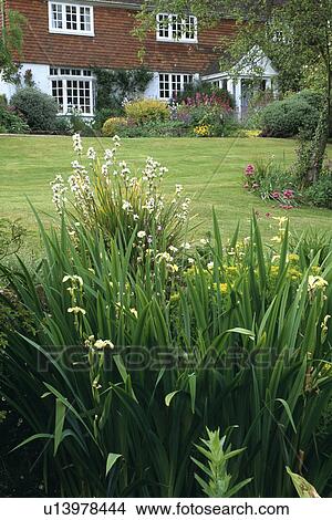 Flower borders and large lawn in front of country cottage in summer View Large Photo Image Picture - Flower borders and large lawn in front of country cottage in summer. Fotosearch