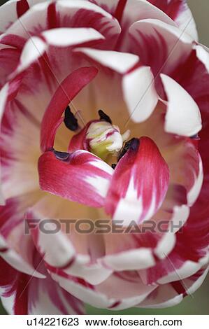 flower, petals, plant, red, white View Large Photo Image Stock Image - flower, petals, plant, red, white. Fotosearch