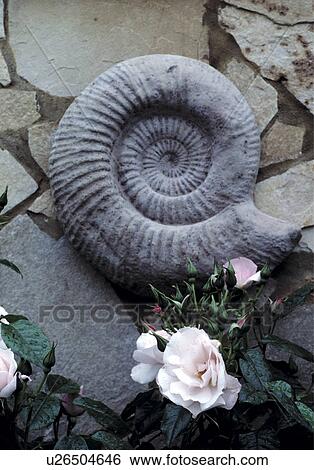 Fossil Hanging in the Garden. View Large Photo Image Stock Photograph - Fossil Hanging in the Garden.. Fotosearch