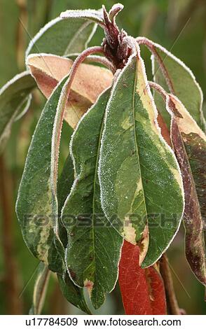 Stock Photo - frost, hr 704, autumn, shrub, daphniphylium macropodum, leaves, plants. Fotosearch