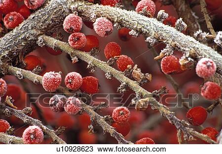 Stock Image - frost, hr 705, cotoneaster horizontalis, red, shrub, winter, plants. Fotosearch