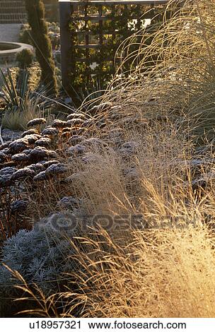 Stock Image - Frost on grasses and sedum in garden border in winter. Fotosearch
