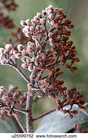 frost, winter, shrub, plants View Large Photo Image Stock Image - frost, winter, shrub, plants. Fotosearch