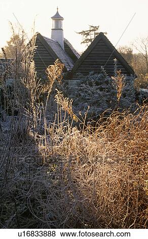 Stock Photo - Frosted grasses in country garden in winter. Fotosearch