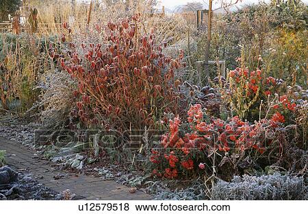 Stock Photo - Frosted shrubs and small trees in border beside path in country garden in winter. Fotosearch