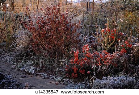Stock Photo - Frosted shrubs and small trees in border beside path in country garden in winter. Fotosearch